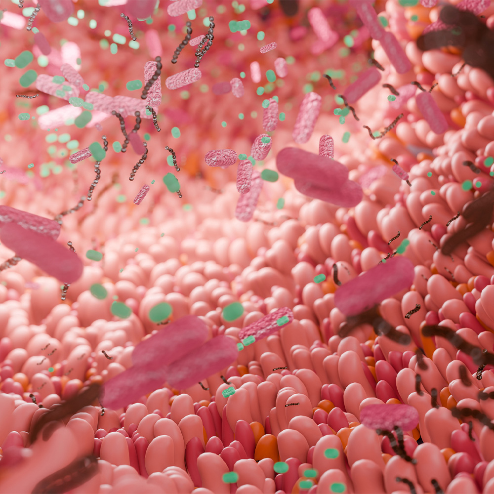 Bakterie jelitowe uwalniają molekularny „hamulec” przyrostu masy ciała: Newsroom