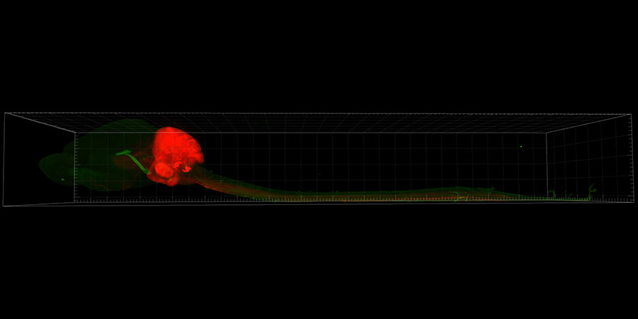Intact adult mouse central nervous system lateral