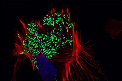 Escape artists: How <em>Vibrio</em> bacteria break out of cells