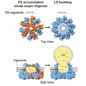 UT Southwestern researcher, international team solve decades-old structural mystery surrounding the birth of energy-storing lipid droplets