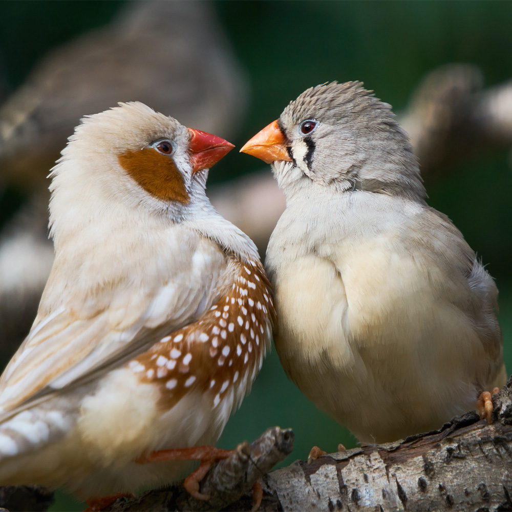 Female zebra finches seek mate who sings one song just right