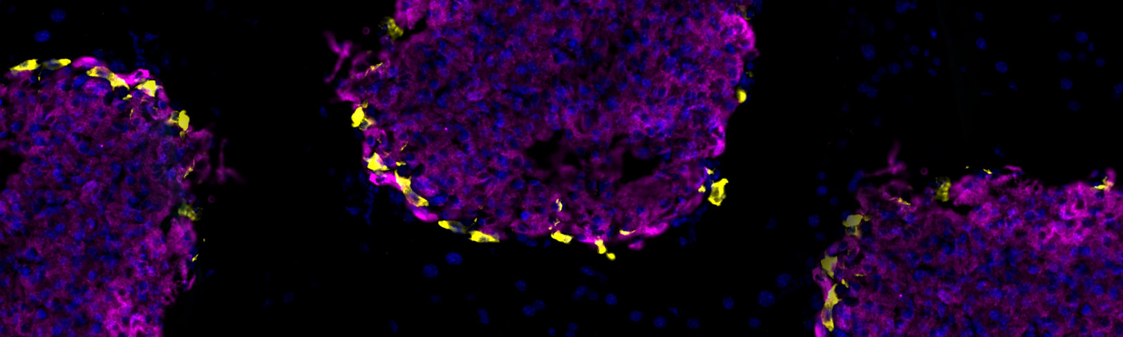 Molecular Metabolism (3MD)