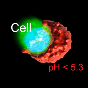 UTSW discovers protective ‘acid wall’ formed by cancer cells