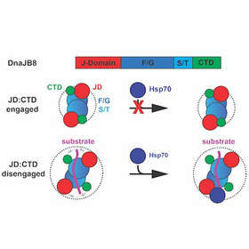 Bringing bad proteins back into the fold