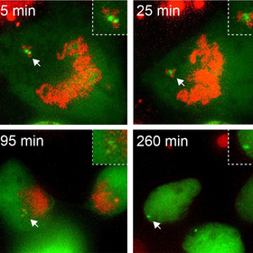 UT Southwestern researchers discover mechanism responsible for genome rearrangements