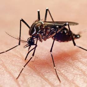 UTSW researchers report progress in malaria treatments