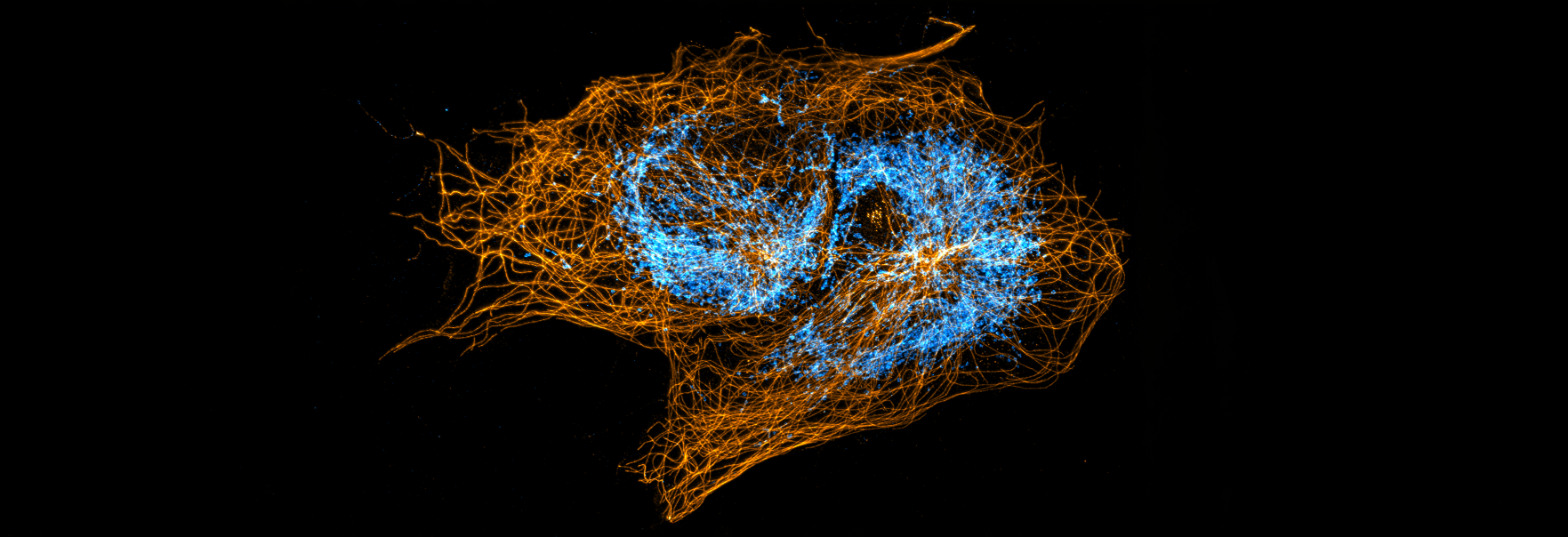 Tubulin Mitochondria