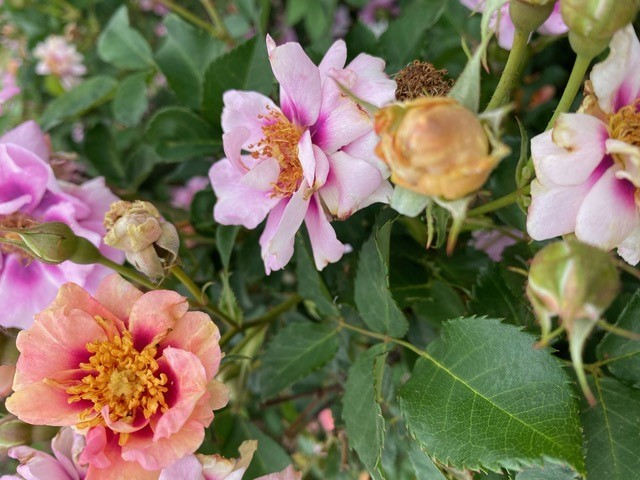 closeup of miniature roses, pink, peach and yellow shades