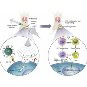 UTSW researchers develop microbubble technology to enhance cancer immunotherapy