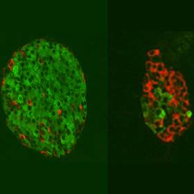 Swapping alpha cells for beta cells to treat diabetes