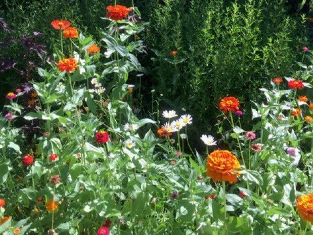 thick growth of orange marigolds and white daisies