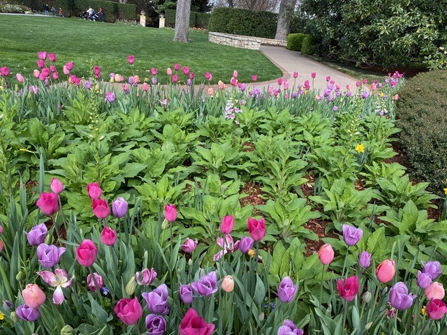 pink and purple flowers along a garden path