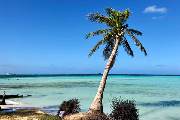 A coconut tree along the idyllic Northern Mariana islands beach