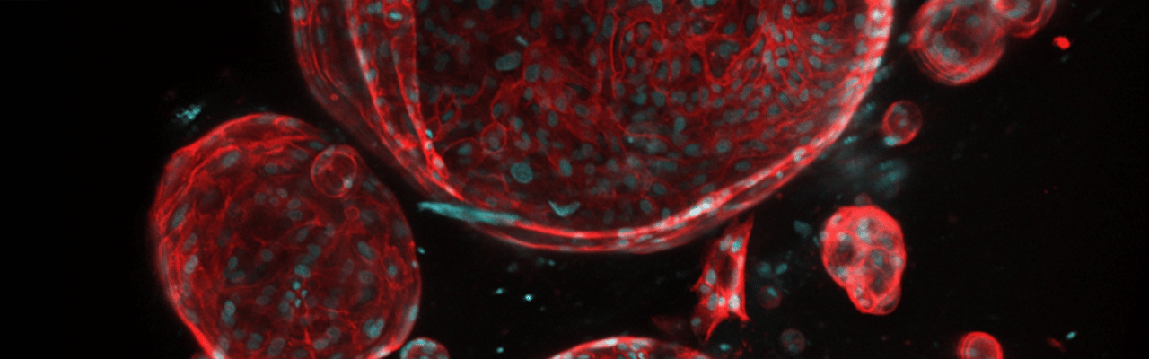 Liver cells at microscopic level
