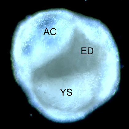 UT Southwestern stem cell biologists develop embryo model