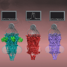 The α7 protein is ready for its close-up