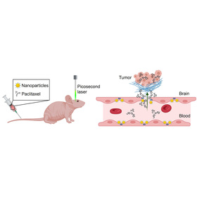 Nanotechnology helps chemo pass the blood-brain barrier