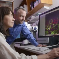 Regenerative medicine biologists discover a cellular structure that explains fate of stem cells