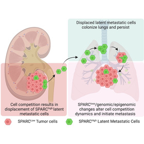 Cell competition may explain cancer relapses, research suggests