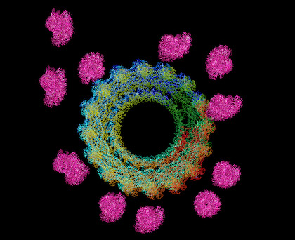 Urge to merge: Understanding how cells fuse