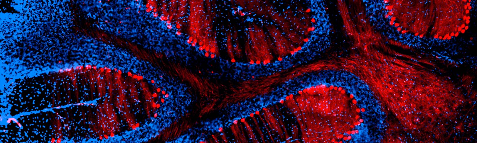 Neuroscience Banner Image