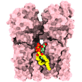 Studies identify lipids necessary for immune molecule activation