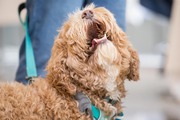 Therapy dogs like Rey prove to be popular guests at this year’s luncheon.