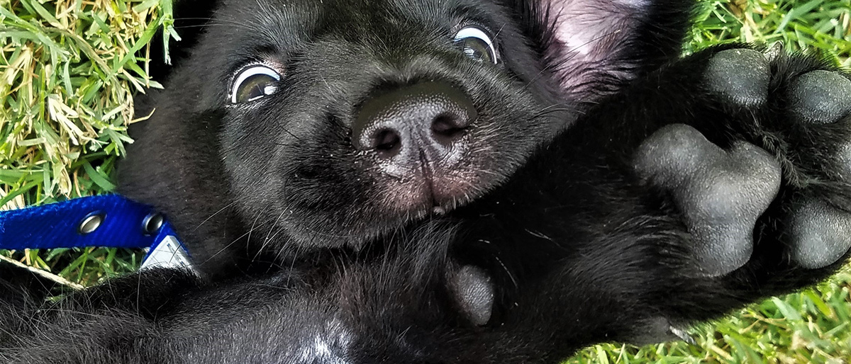 Bruce is a 5-month-old golden retriever/black Labrador mix – “aka a bundle of energy,” said his owner, Nora-Guadalupe Ramirez, a Graduate Student Researcher in Microbiology. In fact, he couldn’t wait to share how excited he is about being part of the 2018 State Employee Charitable Campaign