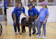 Therapy pony and volunteers