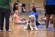 The therapy dog enjoys time on the court