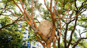 Idee di Pietra – Acero is a bronze sculpture resembling a tree with a large river stone nestled at the apex of four intertwined trunks. The outdoor installation and a second called 236T, both made possible by UTSW Nobel Laureate Joseph Goldstein, M.D., were installed this year on Donald Seldin Plaza.