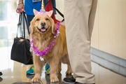 Callie, one of UT Southwestern’s therapy dogs from volunteer partner Heart of Texas, regularly visits patients at the Radiation Oncology Building and the Simmons Cancer Center.