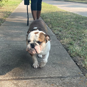 Angel Steed’s English bulldog, Diesel, noted that being four-legged means he logs twice as many steps as his owner for a given distance. Smart dog! (Winner, “Cutest Pet Picture”)