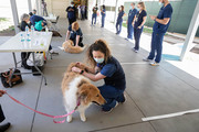 Health care staff practices social distancing while waiting their turns to get some quality time with the therapy dogs.