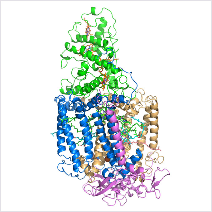 Photosynthetic reaction center