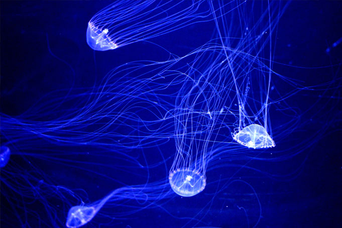 Aequorea victoria is a jellyfish in Puget Sound, Washington State