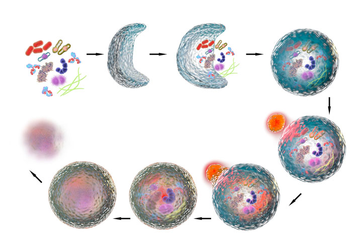 Autophagy process illustration