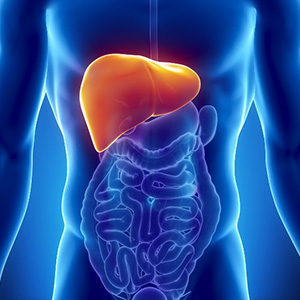 Decorative image of human liver