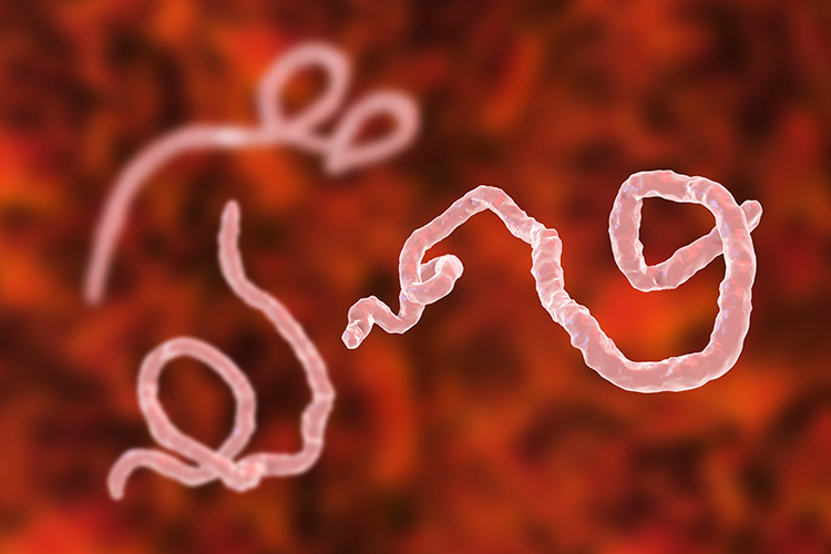 Decorative image of ebola virus under microscope