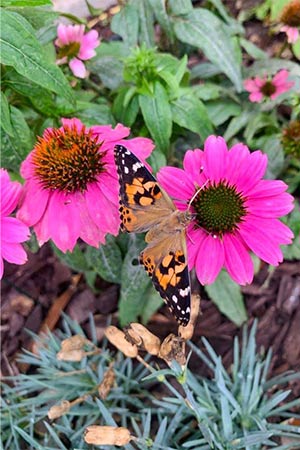 pink flower, butterfly