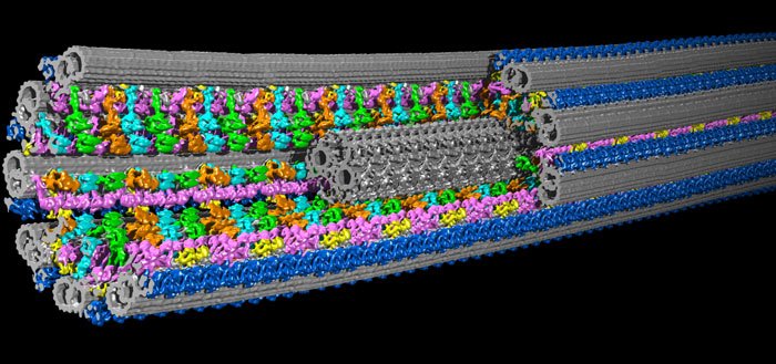 Digital image of tube cut away with lots of smaller structures inside