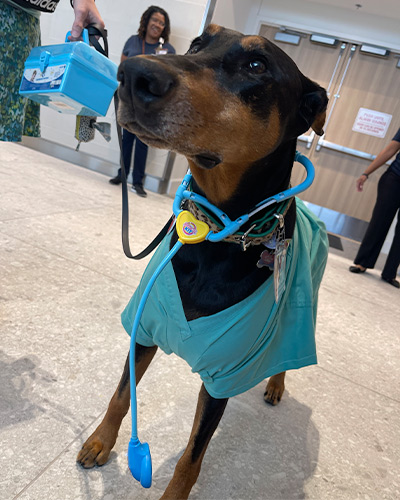 dog in scrubs