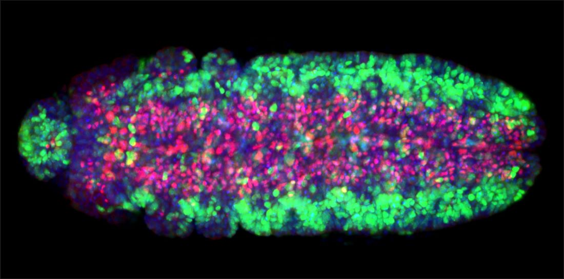 radiated Drosophila embryo