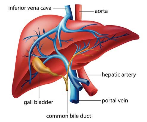 diagram of liver