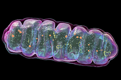 Computer illustration of a mitochondrion, a membrane-enclosed cellular organelle that produces energy