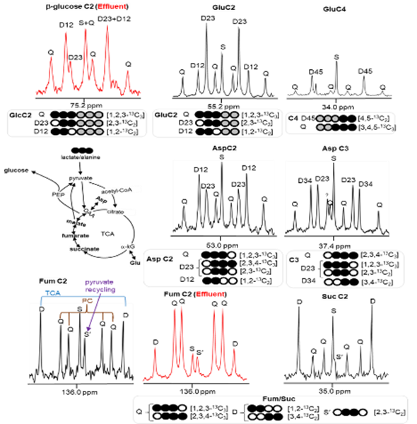 NMR spectroscopy image shows mitrochondria in kidney