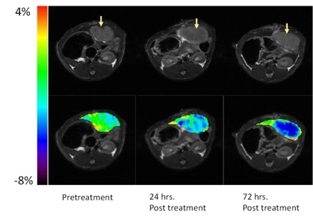 APT CEST MRI scans rat being treated for liver cancer