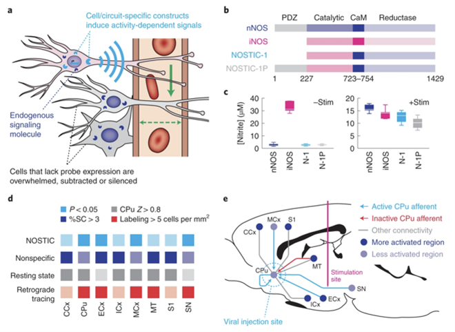 AIRC encodable probes for functional MRI