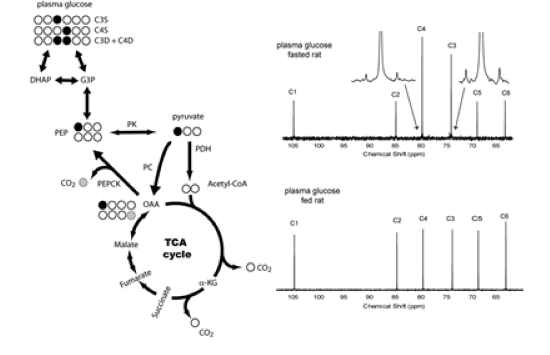 AIRC studies stable isotope metabolism tracers