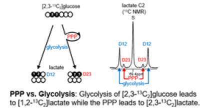 AIRC assessment of pentose phosphate pathway chart